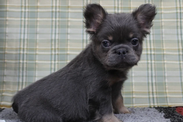 Beautiful Adult Fluffy Frenchie puppy from North Carolina
