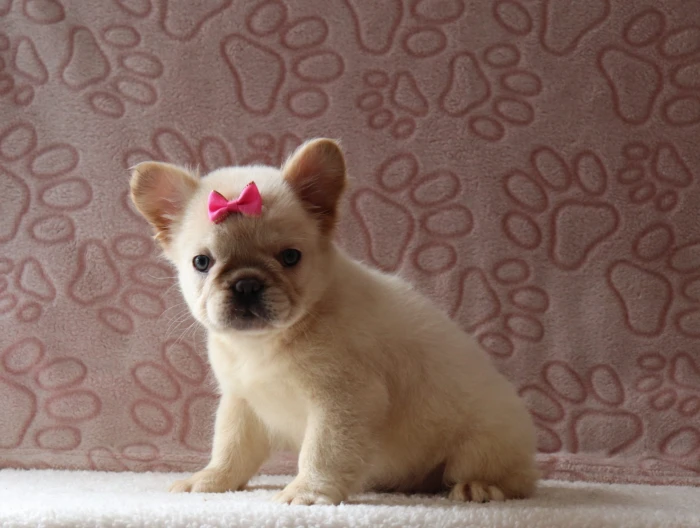 Fluffy French Bulldog puppies in Oregon