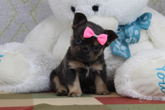 Adorable Fluffy French Bulldog Puppy In Rhode Island