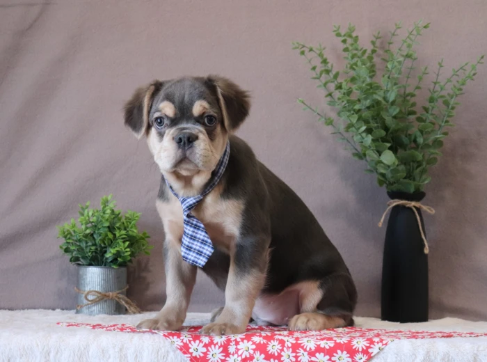 Rhode Island Fluffy Frenchie puppies from The Puppy Lodge