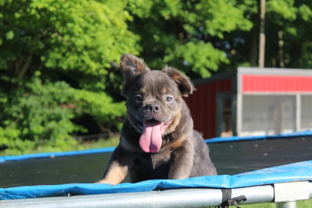 Rhode Island Fluffy Frenchie Puppies For Sale