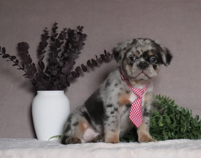 Puppy nanny delivering a Fluffy Frenchie to Utah