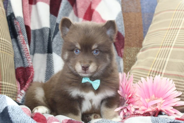 California Pomsky Puppies For Sale