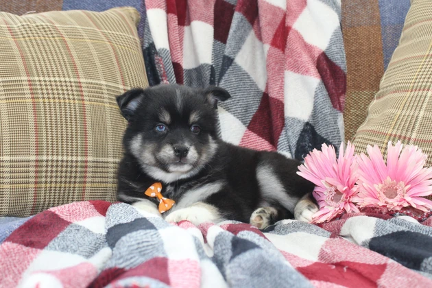 Adorable Pomsky Puppy In Colorado