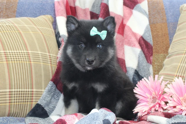 Beautiful Pomsky puppy from Idaho