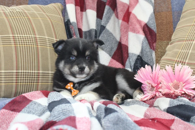 Adorable Pomsky Puppy In Mississippi