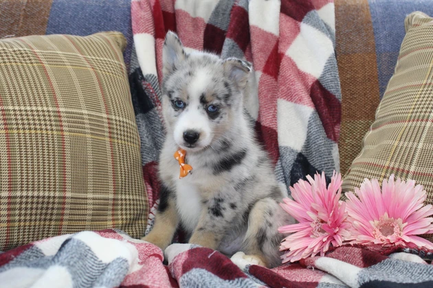 Best Mississippi Pomsky Breeder