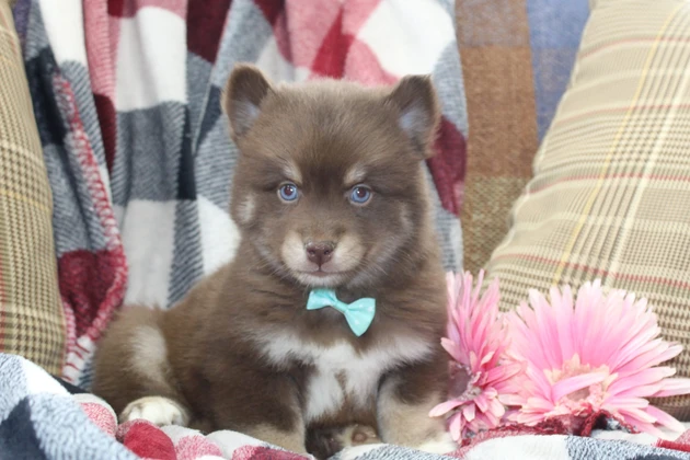 Mississippi Pomsky Puppies For Sale