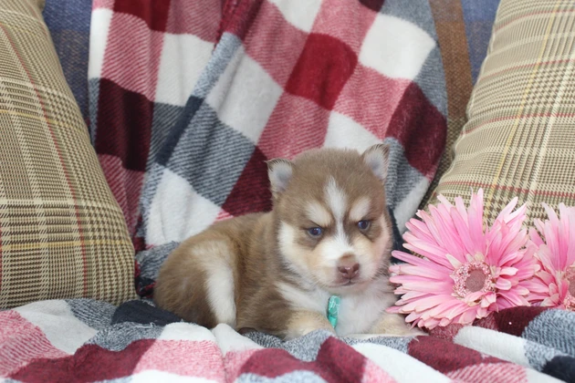 litter of Pomskies in Mississippi