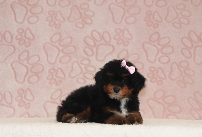 Puppy nanny delivering a Miniature Poodle to California