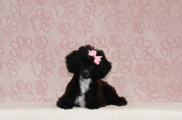 Miniature Poodle puppies delivered safely to Colorado