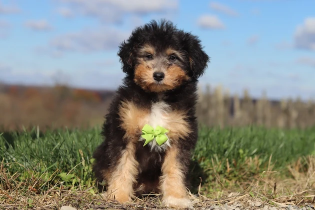 Best Connecticut High Quality Mini Poodles for sale