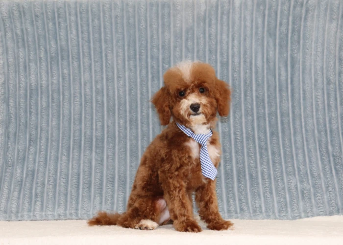 Miniature Poodle puppy delivered to the Georgia area