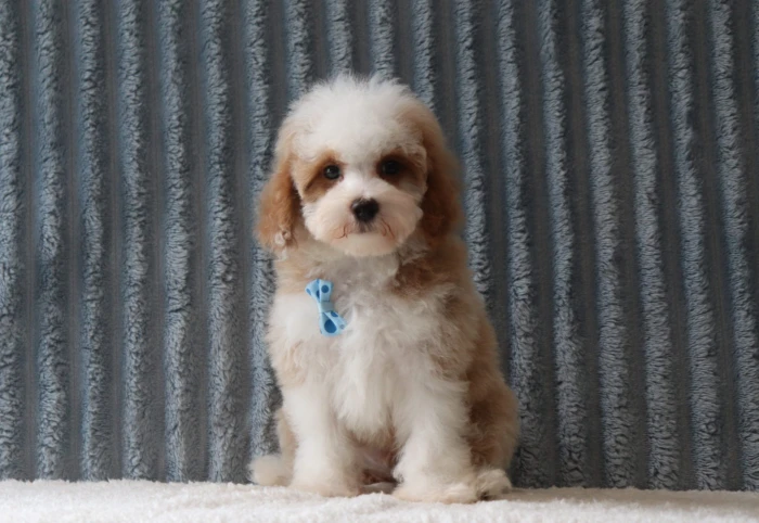 Healthy Miniature Poodle puppy available in Idaho