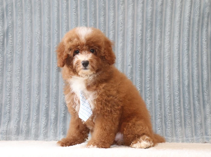 Mini Poodle delivered to Idaho
