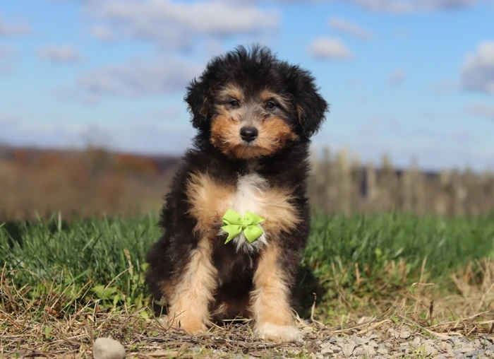 Ethically raised Miniature Poodle for Illinois