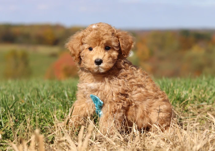 Miniature Poodle puppy delivery in Iowa