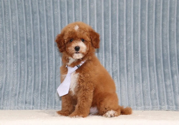 Miniature Poodle puppy delivery in Louisiana