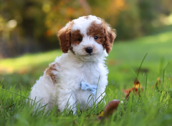 Miniature Poodle puppies delivered safely to Maryland