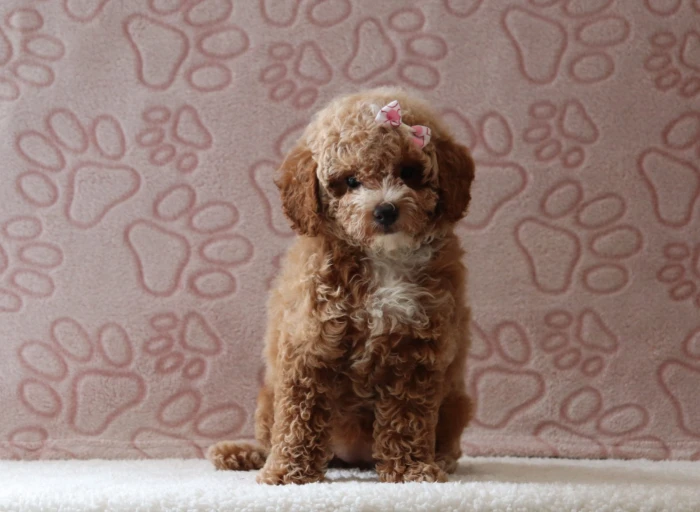 Miniature Poodle puppies raised at The Puppy Lodge, available in Michigan