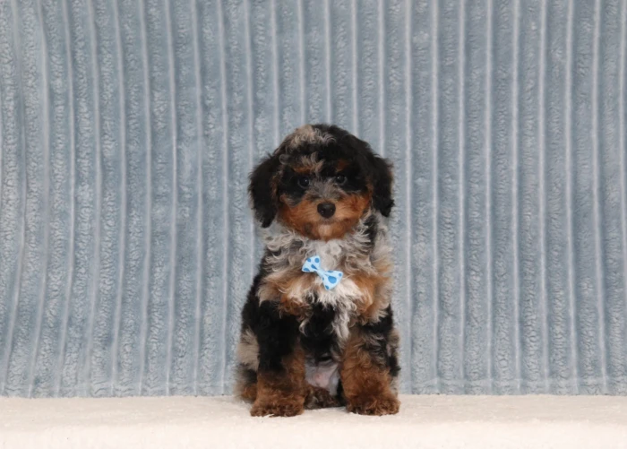 Montana families can reserve this Mini Poodle puppy