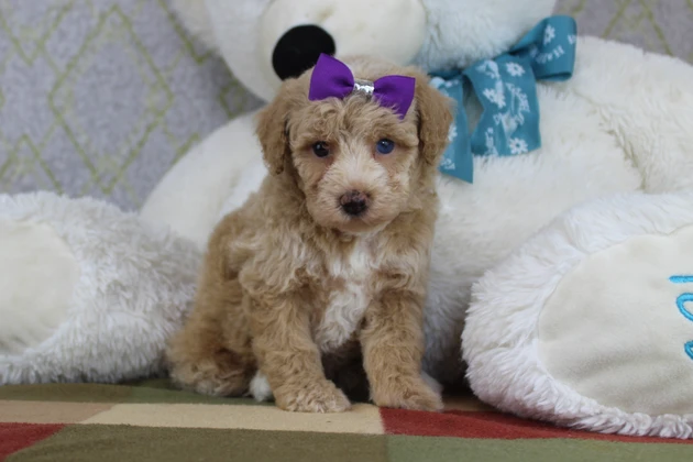 Top New Jersey Mini Poodle Breeder