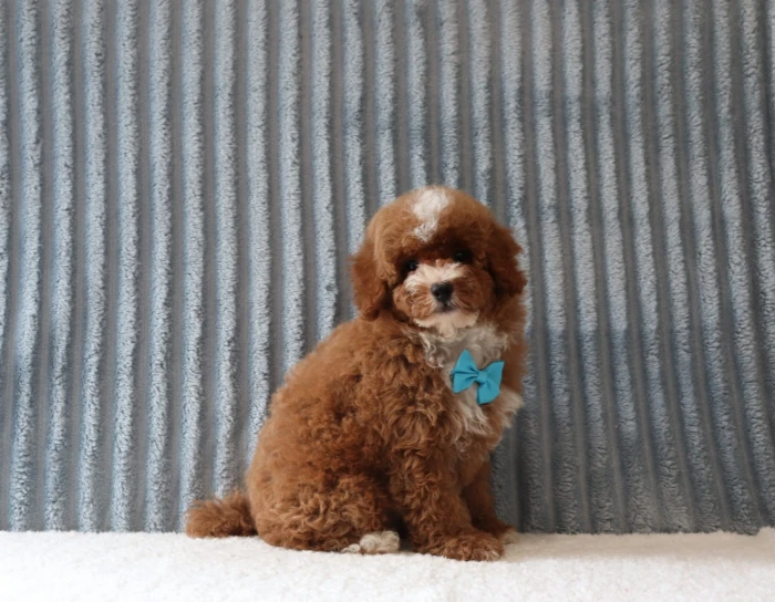 Ethically raised Miniature Poodle for North Carolina
