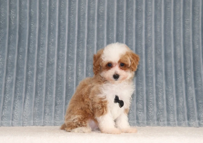 Puppy nanny delivering a Miniature Poodle to North Dakota