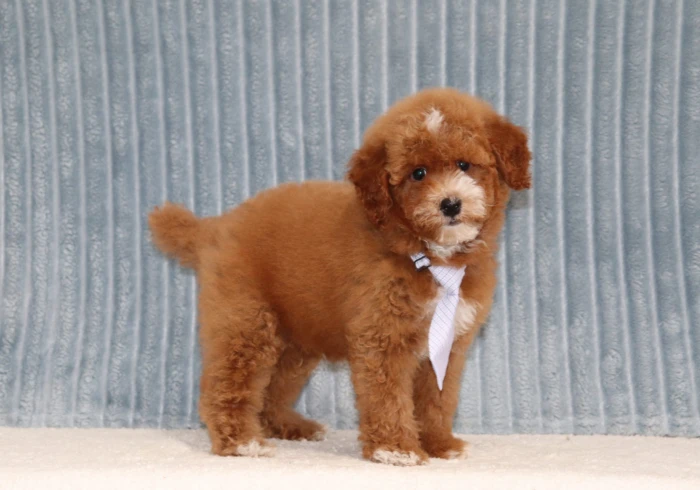 Curly coated Mini Poodle puppy available to families in Oregon