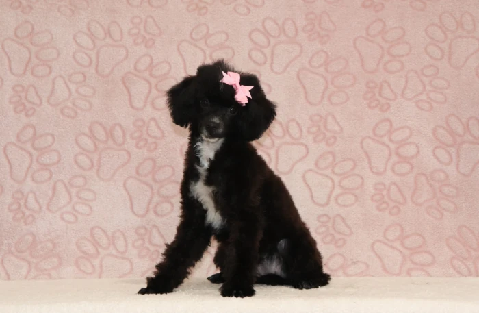 Miniature Poodle puppy from health tested parents, available in Oregon