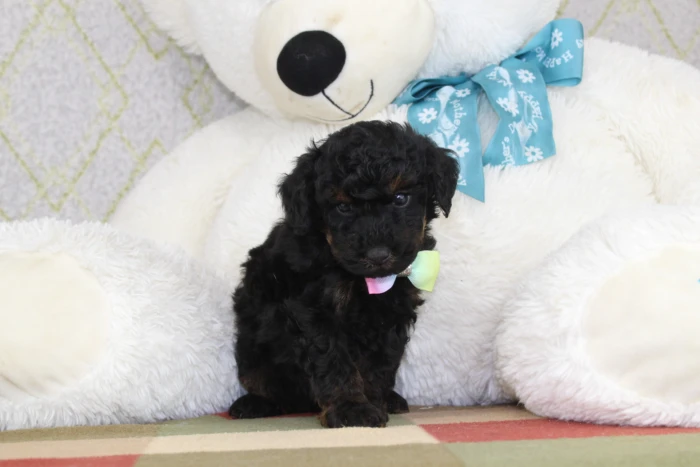 Miniature Poodle puppy from health tested parents, available in Pennsylvania