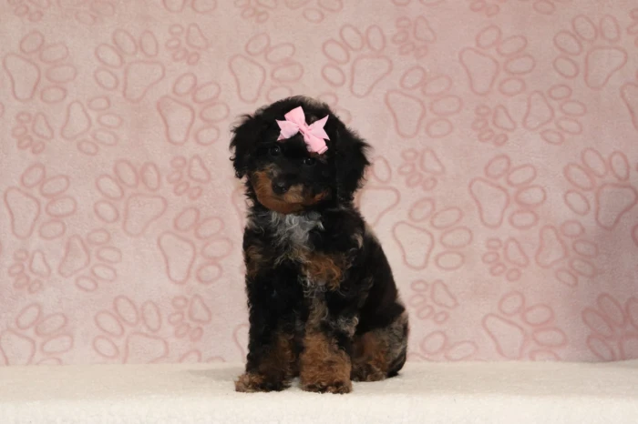 Miniature Poodle puppies raised at The Puppy Lodge, available in Rhode Island