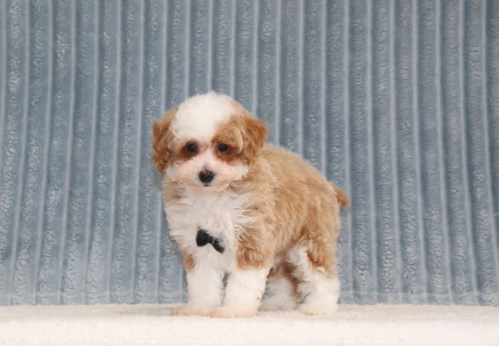 Mini Poodle puppy arriving at a family home in South Dakota