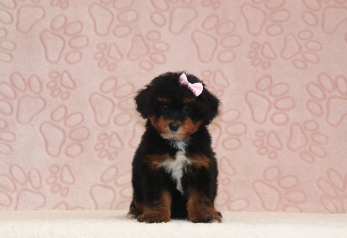 Mini Poodle puppy arriving at a family home in Texas