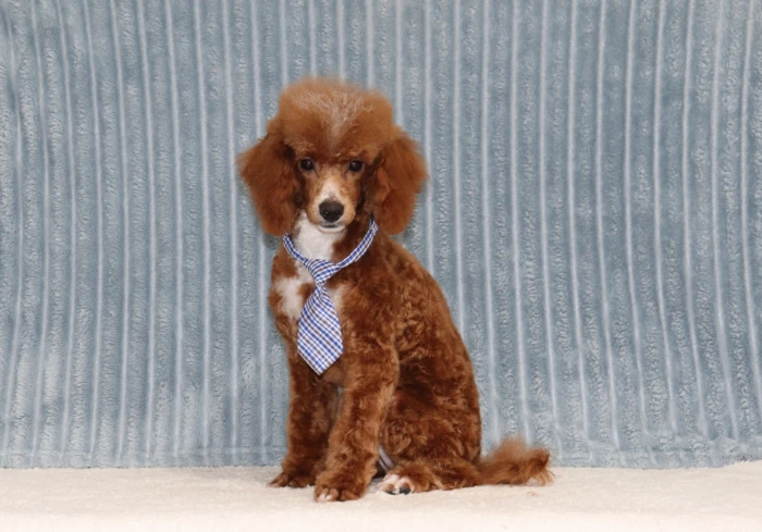 Texas families can reserve this Mini Poodle puppy