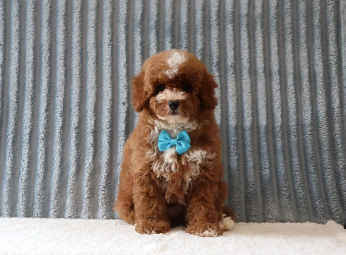 Miniature Poodle puppies raised at The Puppy Lodge, available in Utah