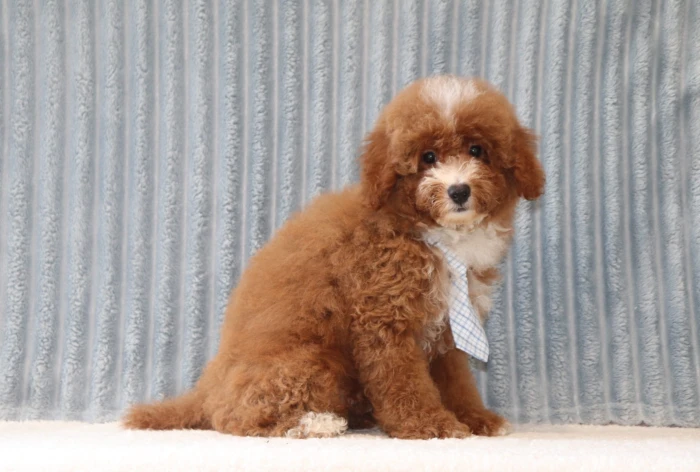Ethically raised Miniature Poodle for West Virginia