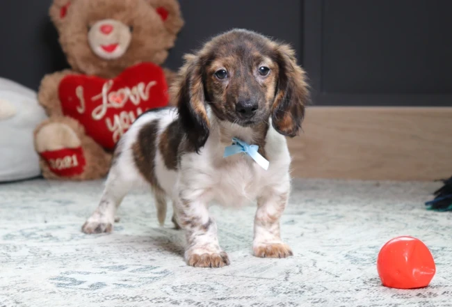 Mini Dachshund puppy arriving at a family home in Delaware