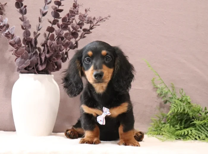 Miniature Dachshund puppy from health tested parents, available in Delaware