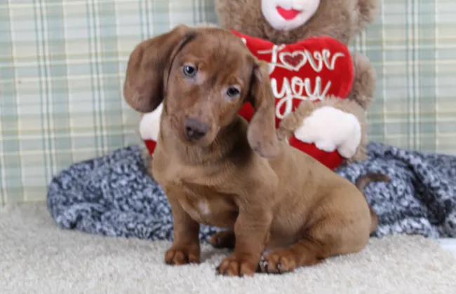 Puppy Lodge Raised Brown Mini Dachshund Puppy From Orlando, Florida