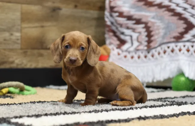 Cute Brown Miniature Dachshund Puppy Sitting On Mat For Orlando, FL