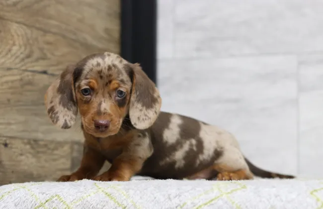 Adorable Multicolored Chocolate and Tan Minature Dachshund Puppy In Orlando, Florida