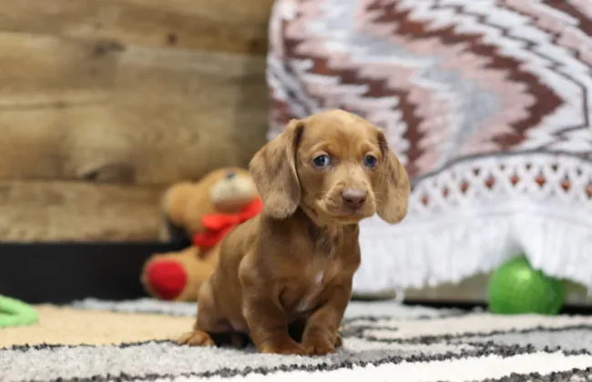 Cute Brown Mini Dachshund Puppy With Toys Adopted In Orlando, FL