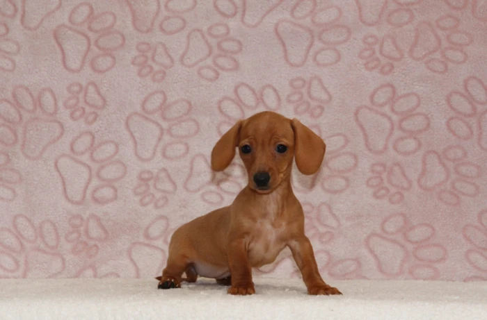 Miniature Dachshund puppies raised at The Puppy Lodge, available in Georgia