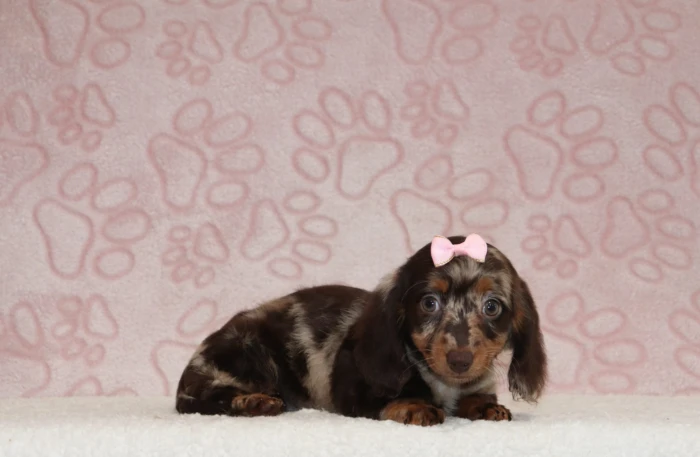 Hand-delivered Mini Dachshund puppy in Illinois