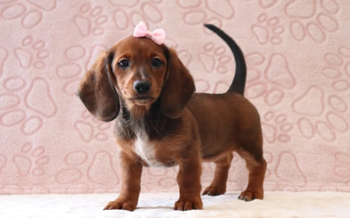 Puppy nanny delivering a Miniature Dachshund to Indiana