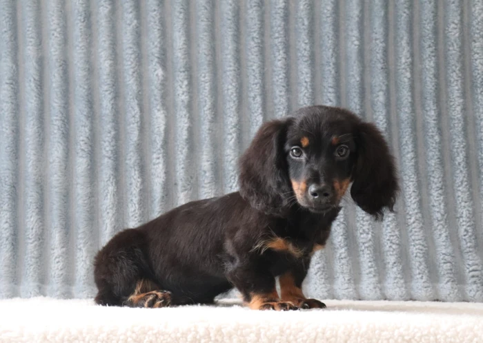 Well socialized Mini Dachshund puppy from The Puppy Lodge, available in Indiana