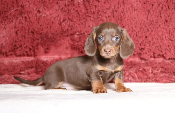 Mini Dachshund delivered to Iowa