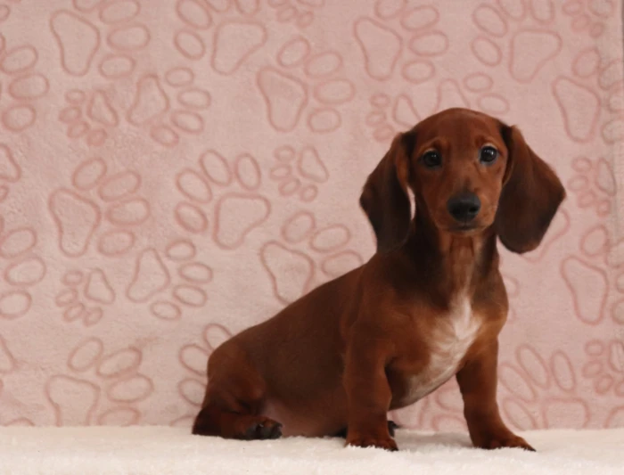 Kentucky Mini Dachshund puppies from The Puppy Lodge