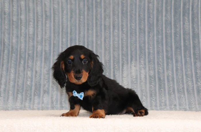 Well socialized Mini Dachshund puppy from The Puppy Lodge, available in Kentucky
